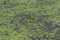 Green frogs in green water with green plants Royalty Free Stock Photo