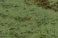 Green frogs in green water with green plants Royalty Free Stock Photo