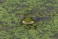 Green frogs in green water with green plants Royalty Free Stock Photo