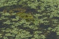 Green frogs in green water with green plants Royalty Free Stock Photo