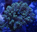 Green Frogspawn Coral