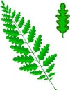 Green frond of a fern, leaf with brown sporangia on white