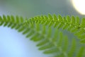 Green fronds of fern in sunlight, India. Royalty Free Stock Photo