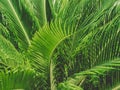 Green fronds palm tree full frame