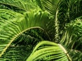 Green fronds palm tree full frame