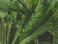 Green fronds palm tree background