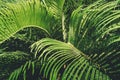 Green fronds palm tree lush natural background