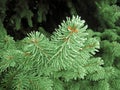 Green frost spruce, super hoar space needle. Snowing green tree branches