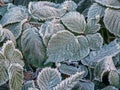 Green frozen leaves in hoarfrost. Natural autumn background, interior photo Royalty Free Stock Photo