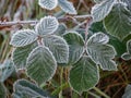 Green frozen leaves in hoarfrost. Natural autumn wallpaper, interior photo Royalty Free Stock Photo