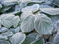 Green frozen leaves in hoarfrost. Natural background, wallpaper, interior photo Royalty Free Stock Photo