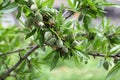 Green fruit of an almond tree Royalty Free Stock Photo