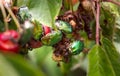 Green fruit beetles eating cherries. Royalty Free Stock Photo