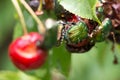 Green fruit beetles eating cherries. Royalty Free Stock Photo