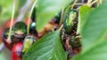 Green fruit beetles eating cherries. Royalty Free Stock Photo