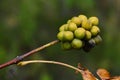 Fruit cluster of Amur Cork Tree, latin name Phellodendron amurense on branch tip during autumn season