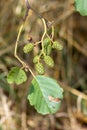 Green fruit cones of the Grey Alder