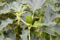 The green fruit of the durman Indian harmless Datura inoxia Mill