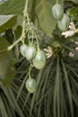 Green fruit Royalty Free Stock Photo