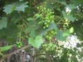 Green fruit in the garden new life spring grapes Royalty Free Stock Photo