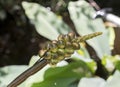 Green fruit of the Golden Club Neverwet plant