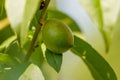 A green fruit hanging from a tree Royalty Free Stock Photo