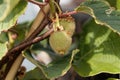 Green fruit of a kiwi Actinidia deliciosa