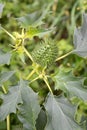 Green fruit and leaves of durman Indian harmless Datura inoxia Mill