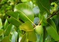 Green Fruit and Leaves of Mangrove Tree