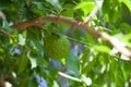 Green fruit of maclura pomifera adam`s apple, osage orange, horse apple grow in wild on tree. Maclura fruit used in folk