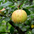 Green fruit madness. Small apples in an apple tree in orchard, in early sum Royalty Free Stock Photo