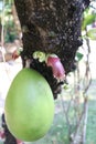 Green fruit Mexican Calabash on trunk. Royalty Free Stock Photo