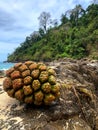 Green fruit Pandanus tectorius or Pandanus odoratissimus on the beach near the sea