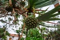 The green fruit of Pandanus utilis Royalty Free Stock Photo