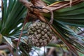 The green fruit of Pandanus utilis Royalty Free Stock Photo
