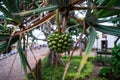 The green fruit of Pandanus utilis Royalty Free Stock Photo