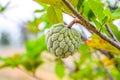 Green fruit - raw custard apple on the tree on blurred nature background Royalty Free Stock Photo