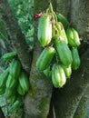 Green fruit The result is sour Bilimbi Bilimbing Cucumber Tree
