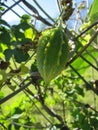 Green fruit of saint cajetan`s melon