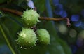 Green fruit with thorns found on a tree Royalty Free Stock Photo