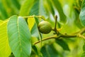 Green fruit of the walnut on the branch. Walnut tree Royalty Free Stock Photo