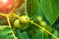 Green fruit of the walnut on the branch. Walnut tree Royalty Free Stock Photo