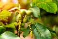 Green fruit of the walnut on the branch. Walnut tree Royalty Free Stock Photo