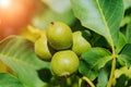 Green fruit of the walnut on the branch. Walnut tree Royalty Free Stock Photo