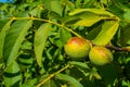 The green fruit of walnut on a tree Royalty Free Stock Photo