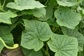 A Green Fruitless Cucumber Plant in a Greenhouse Royalty Free Stock Photo