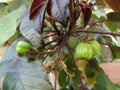 Green fruits of Bellyache bush plant, Jatropha gossypifolia, Black physicnut