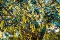 Green fruits of the carob tree maturing in the sun