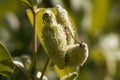 Fruits of a common milkweed Asclepias syriaca Royalty Free Stock Photo