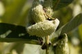 Fruits of a common milkweed Asclepias syriaca Royalty Free Stock Photo